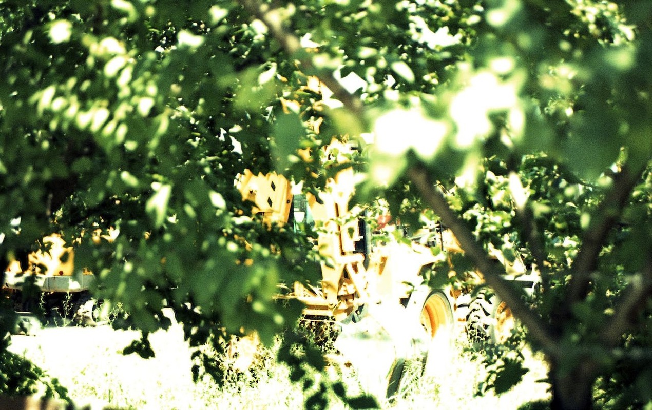 The mighty CAT basks in the sun during the dry season