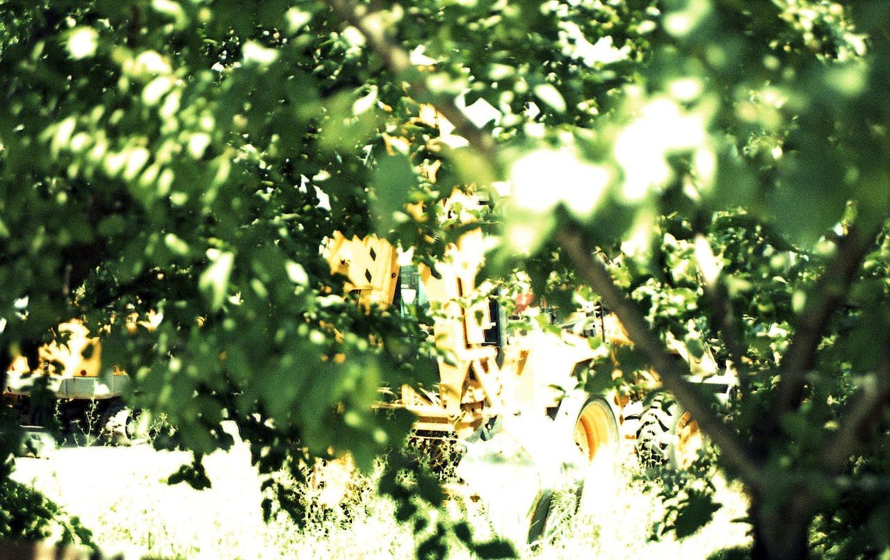 The mighty CAT basks in the sun during the dry season