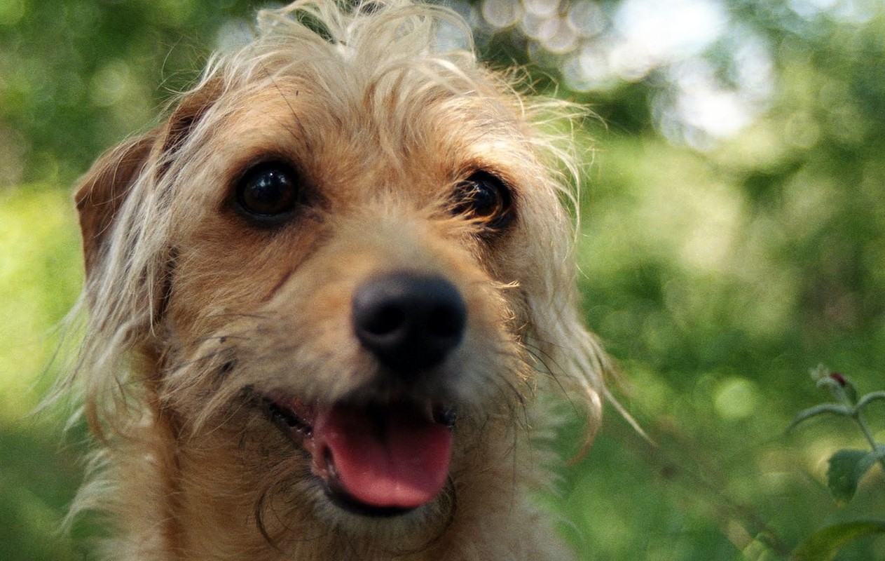 Ridiculously photogenic dog