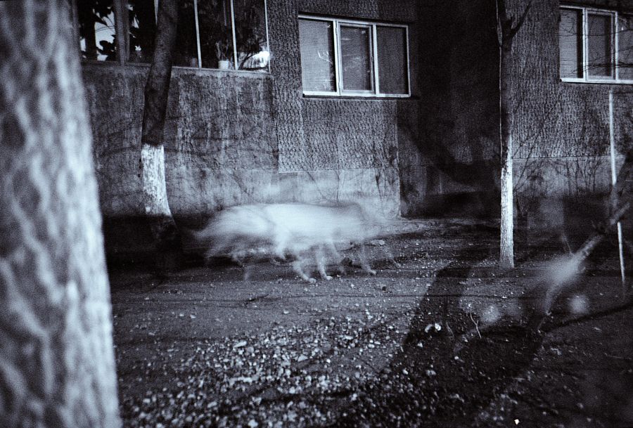 Stray Hounds