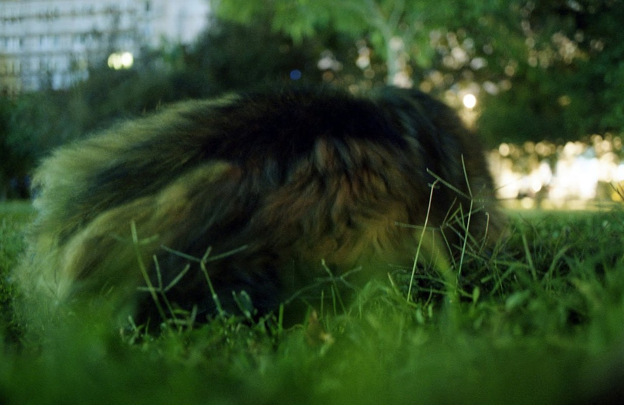 Boromir the Prophet Dog