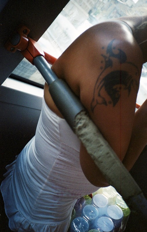 The graceful dolphin