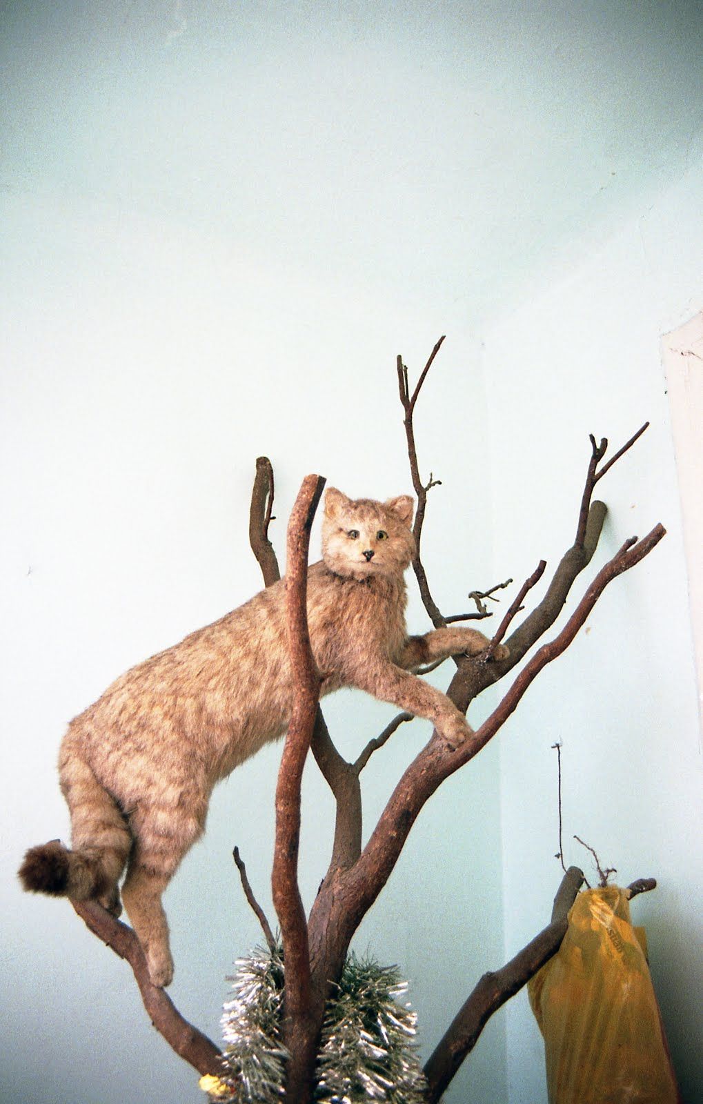 Taxidermy