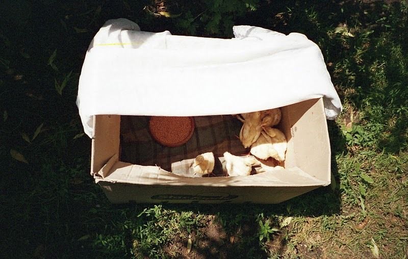 Incubator