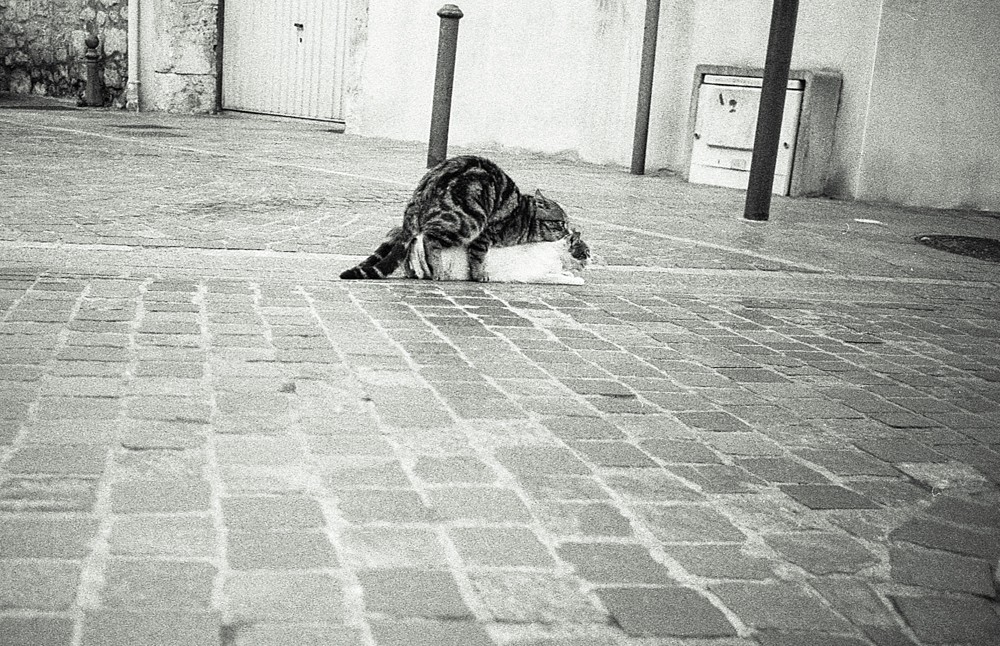 "Sex. The physical act of love. Coitus. Do you like it?I was talking about my rug."