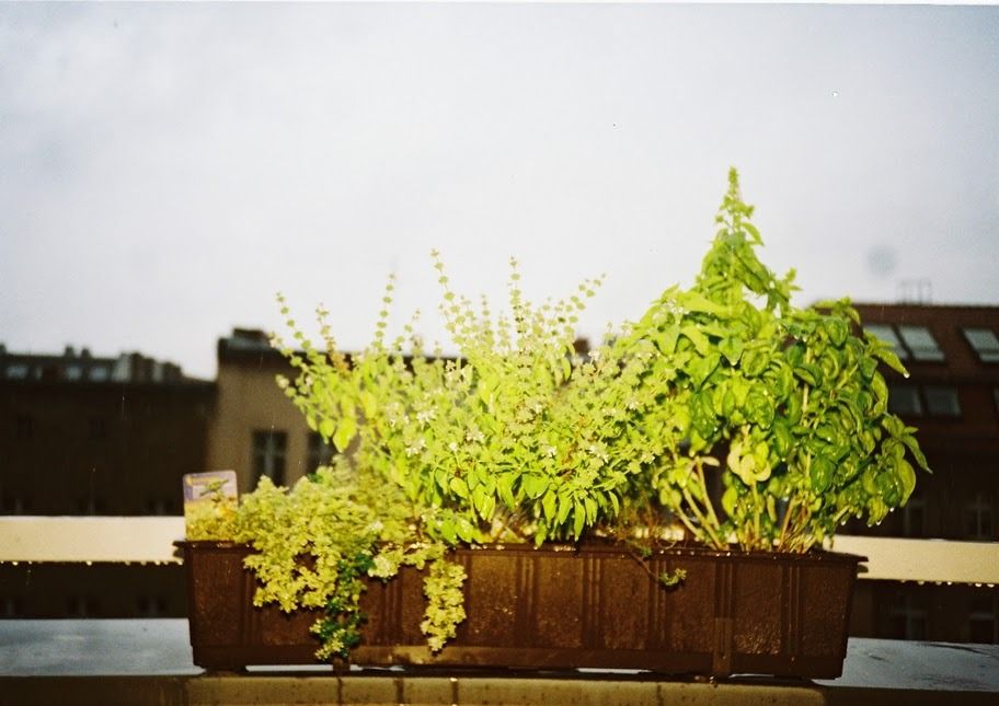 Homegrown