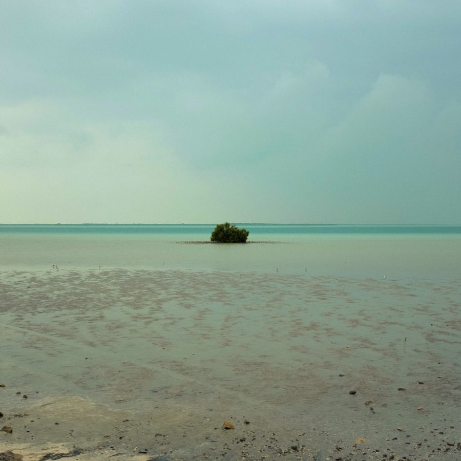 Saadiyat